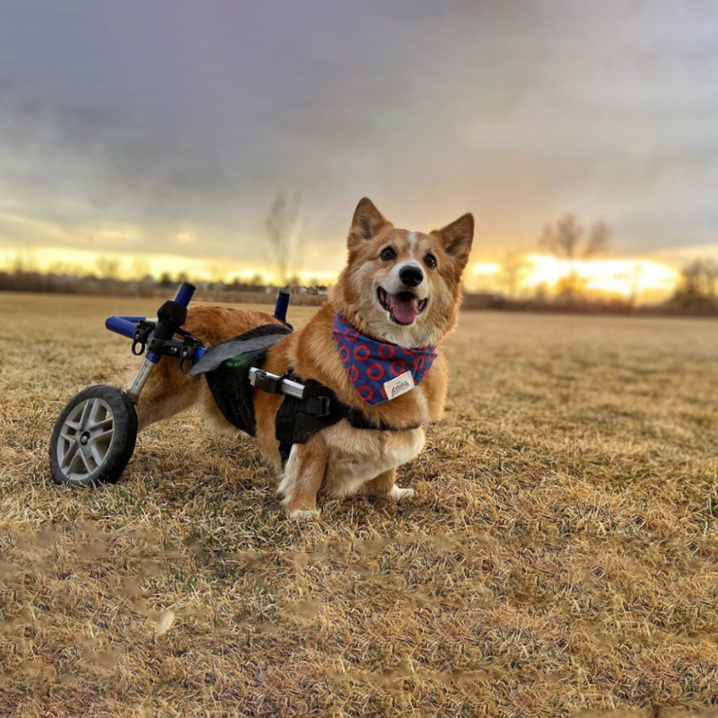 Chariot Roulant Chien Et Chat Handicapes Walkin Wheels