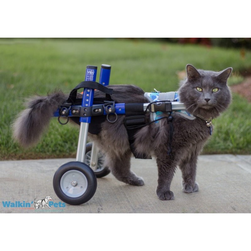 Ceinture ventrale chariot roulant Walkin Wheels chien chat