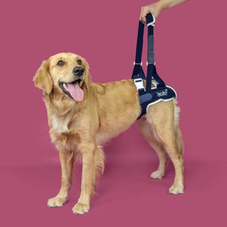 Harnais pattes arrière pour chien handicapé MIKAN VET