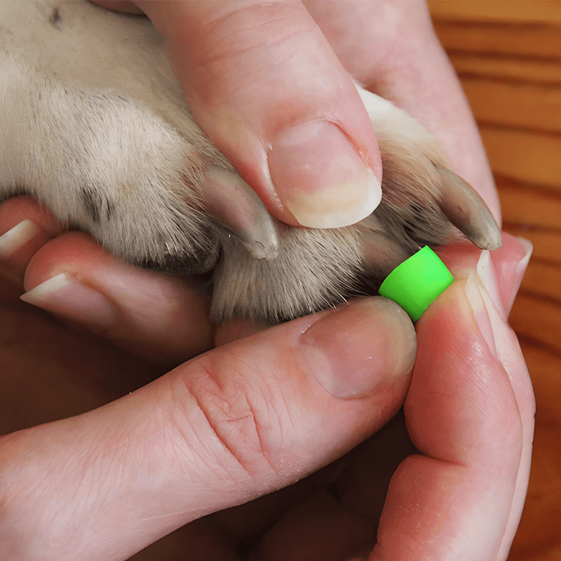 ToeGrips : bague en caoutchouc anti-dérapante pour chiens