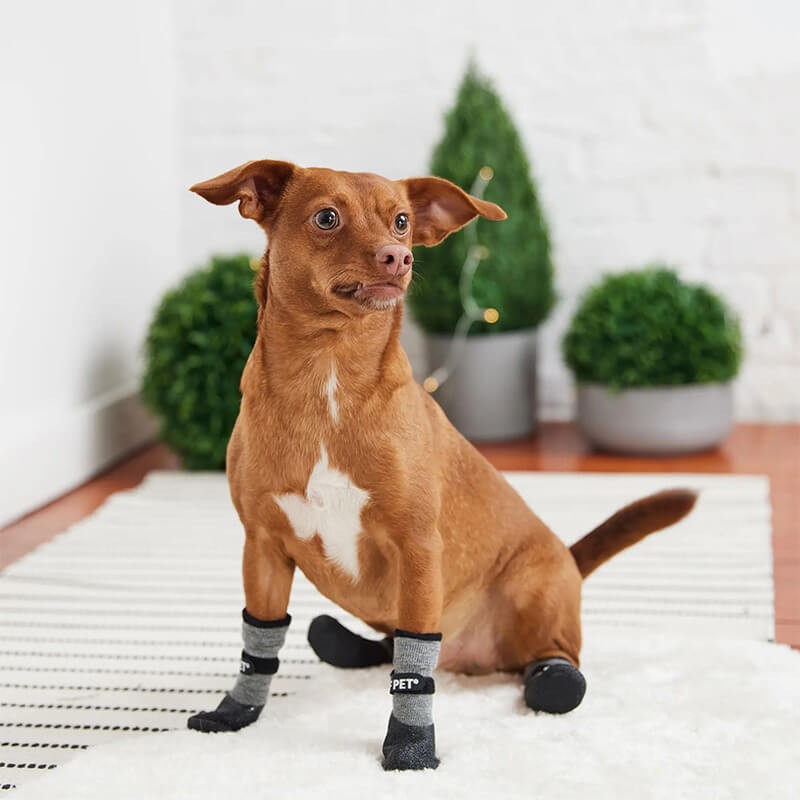 Chaussette antidérapante pour vieux chien sale