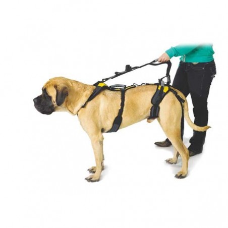 Rampe d'accès pour chien. Chien blessé, handicapé, levage et