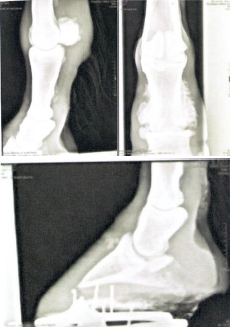 radiographie anterieur gauche cheval