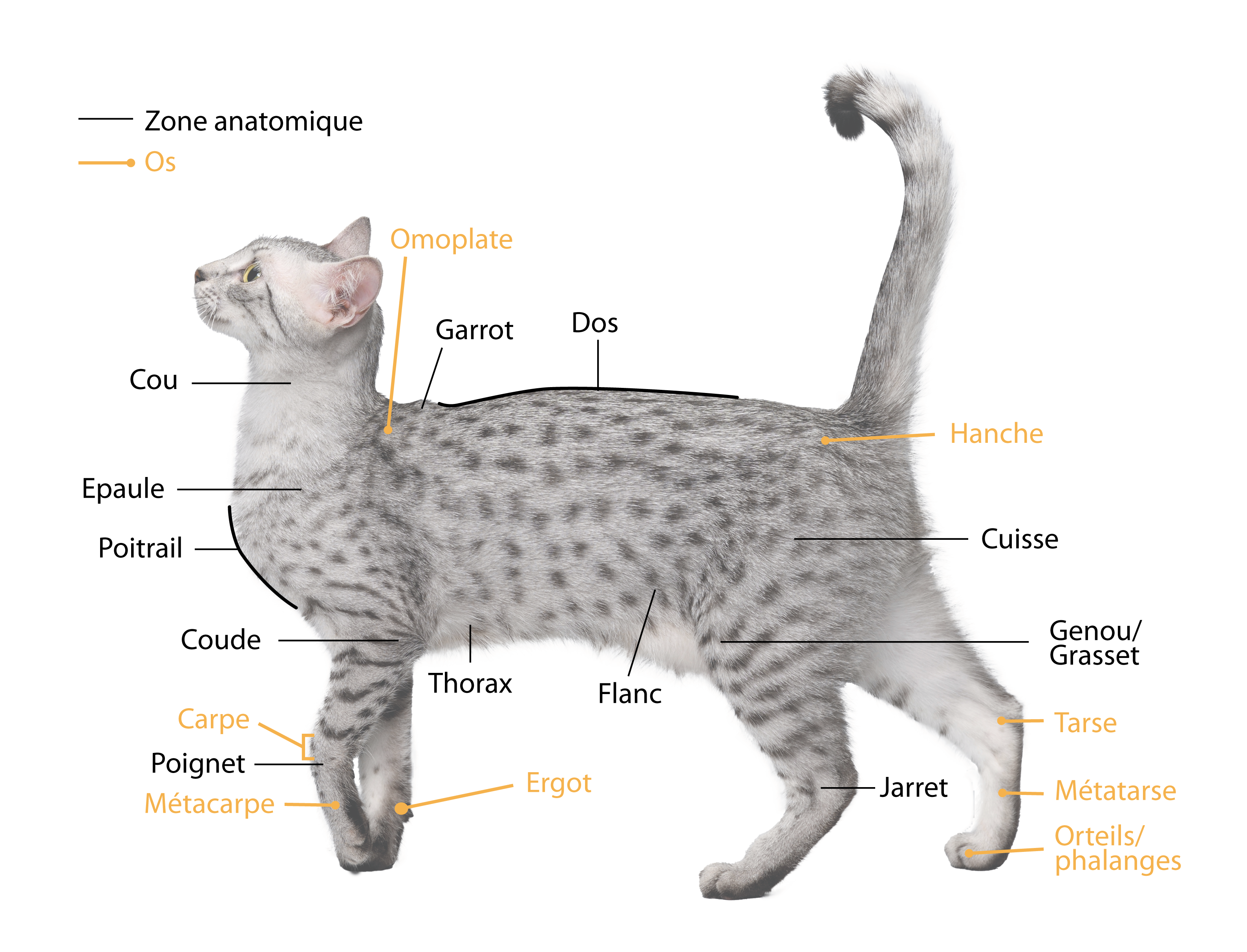 anatomie du chat mikan