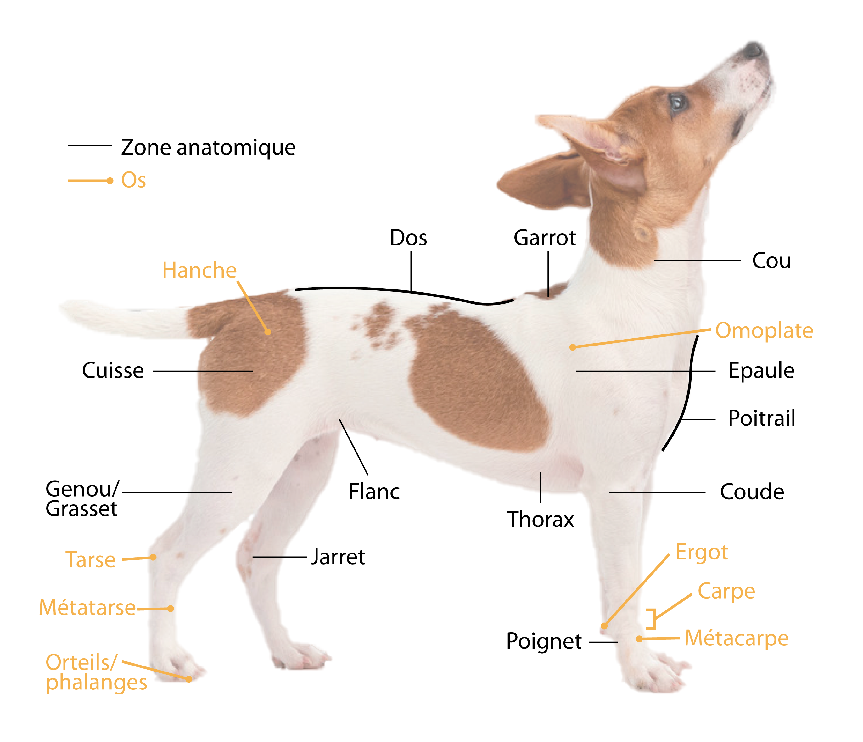 Planche sur l'anatomie externe du chien