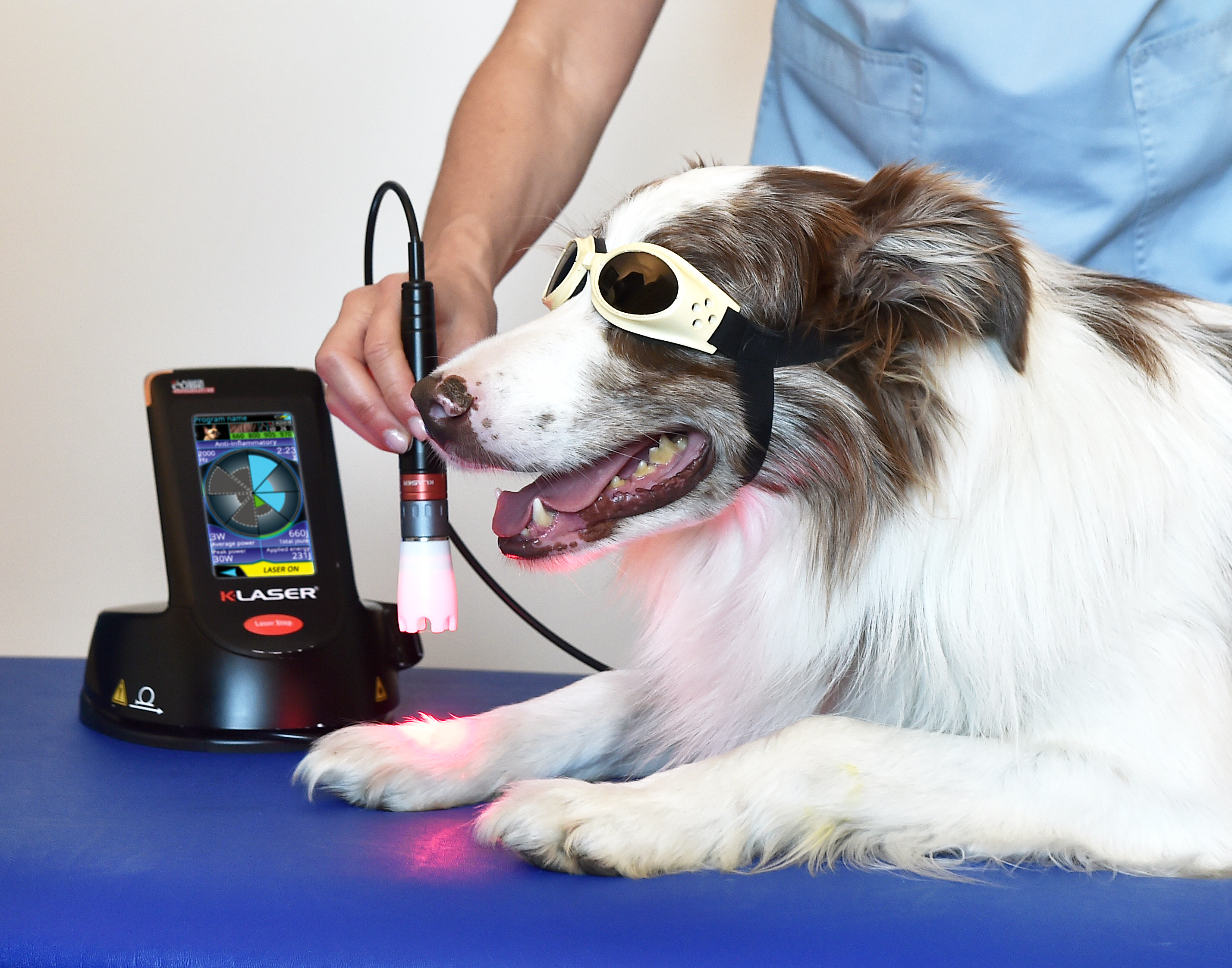 therapie klaser chien