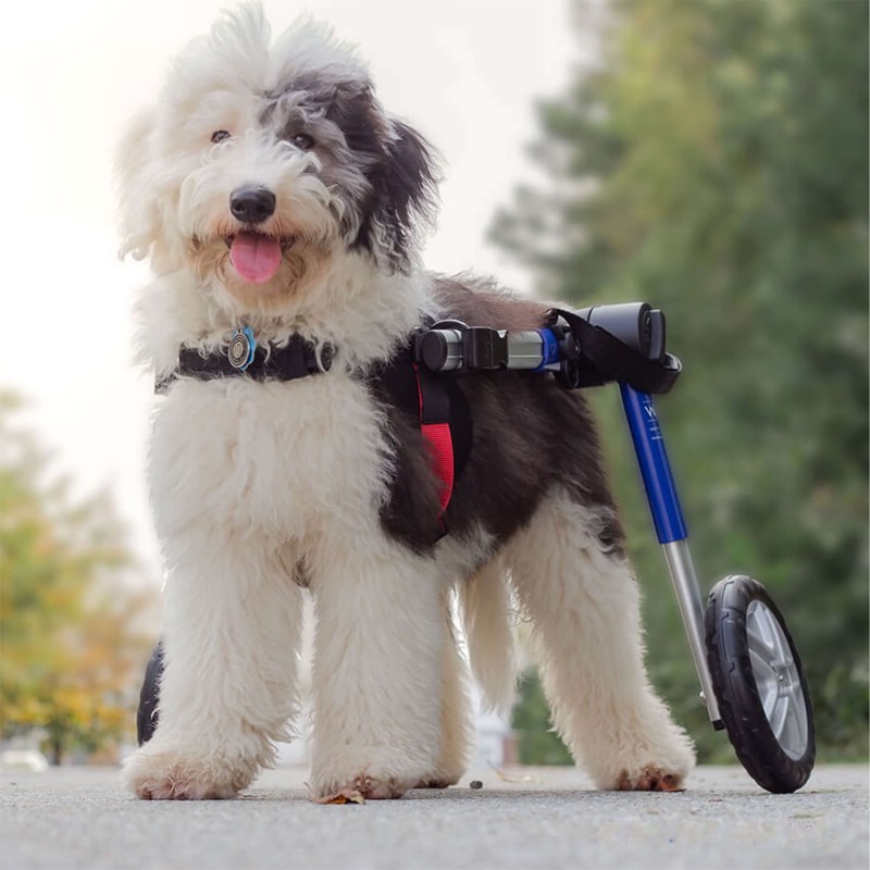 chariot roulant pour chien âgé ou handicapé