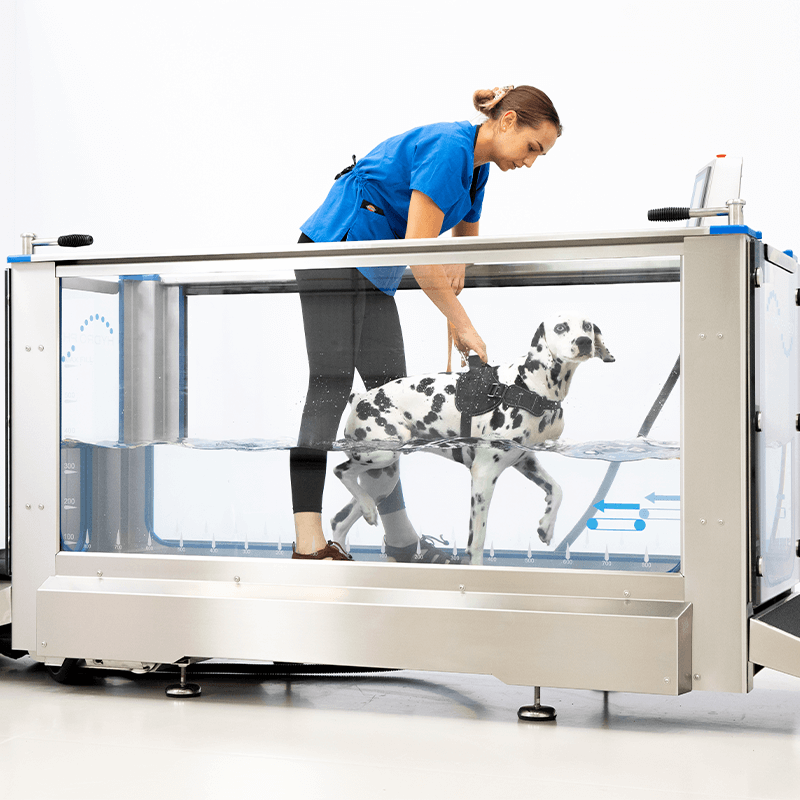 tapis roulant immergé hydrothérapie animale hydrophysio 5